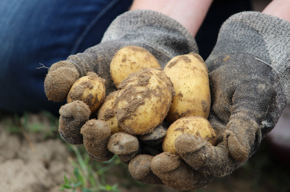 Россиян оставили без второго хлеба: за посадку картошки на даче будут безжалостно штрафовать